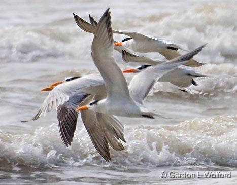 Royal Terns In Flight_41933A.jpg - Royal Tern (Thalasseus maximus, syn. Sterna maxima)Photographed along the Gulf coast on Mustang Island near Corpus Christi, Texas, USA.